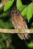 Tawny-bellied Screech-Owl